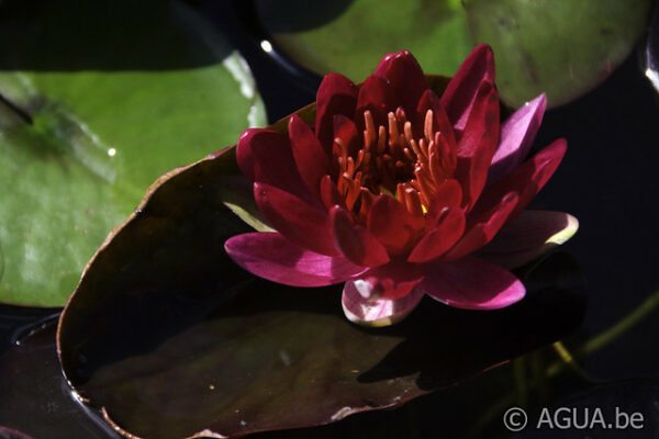 Nymphaea Perry's Red Glow