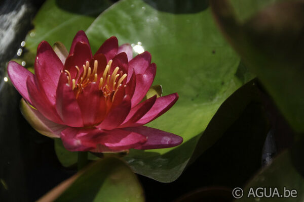 Nymphaea Perry's Red Glow