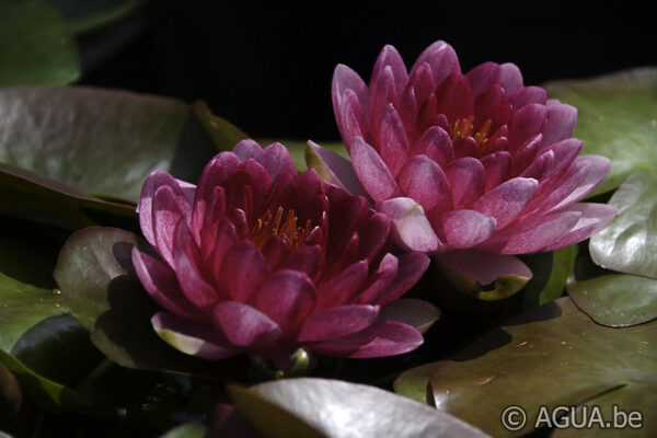 Nymphaea Perry's Dwarf Red