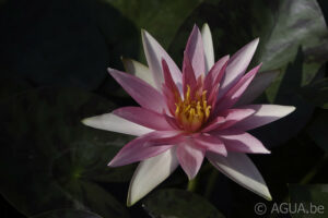 Nymphaea Pink Sparkle