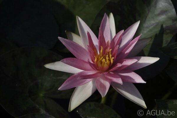Nymphaea Pink Sparkle