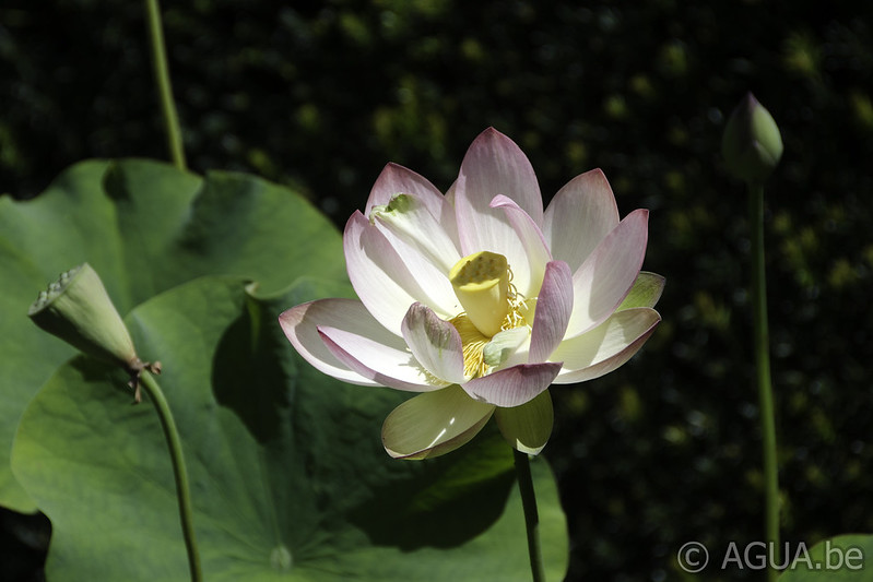 Nelumbo Space Lotus 36