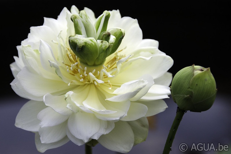 Nelumbo White Pear Flower