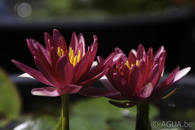 Nymphaea Gypsy