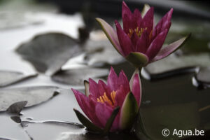 Nymphaea Pygmaea Rubra