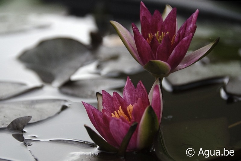 Nymphaea Pygmaea Rubra