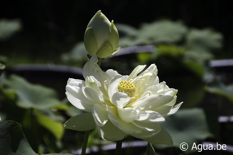 Nelumbo White Chrysanthemum