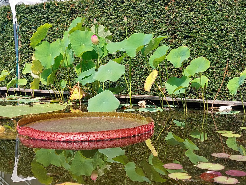 Garden of Eden