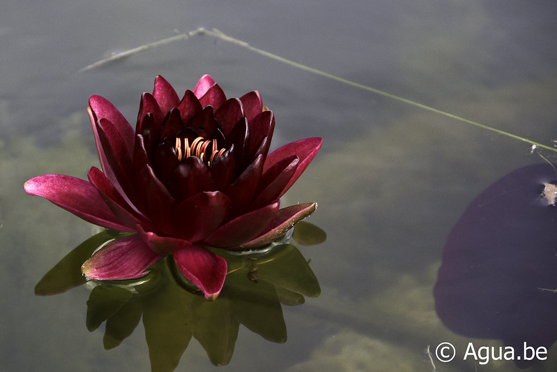 Waterlelies in het Zilvermeer