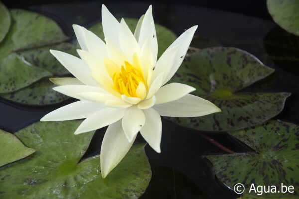 Nymphaea Yellow Princess