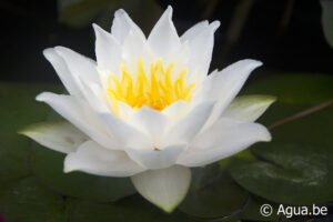 Nymphaea Laura Strawn