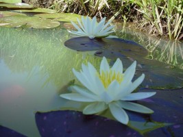 Nymphaea Alma