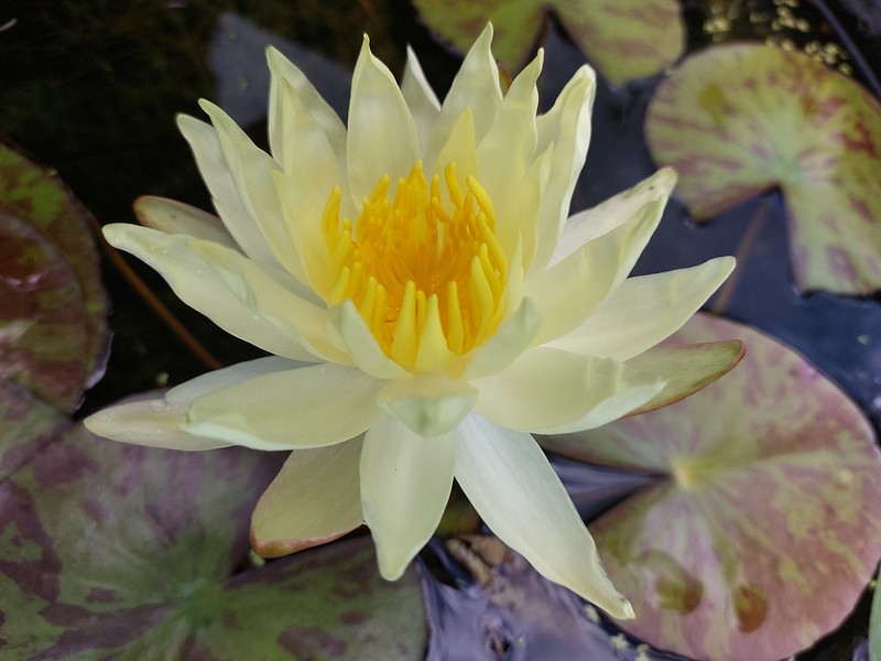 Nymphaea Yellow Queen