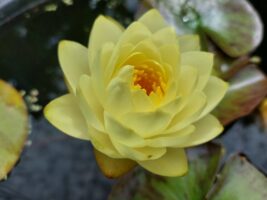 Nymphaea Bouton d'Or