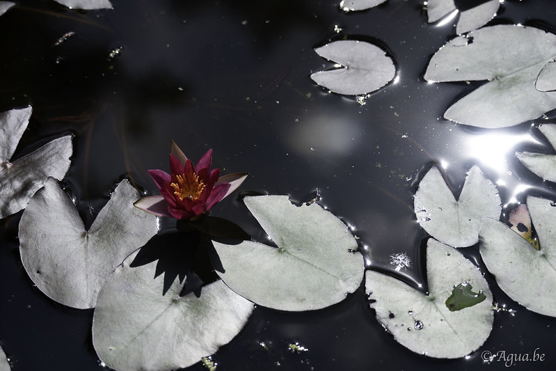 Nymphaea Pygmaea Rubra