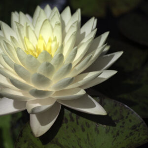 Nymphaea Zénith