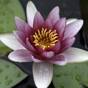 Nymphaea Alba var. rubra