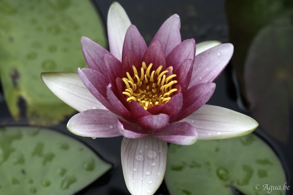 Nymphaea alba var. rubra