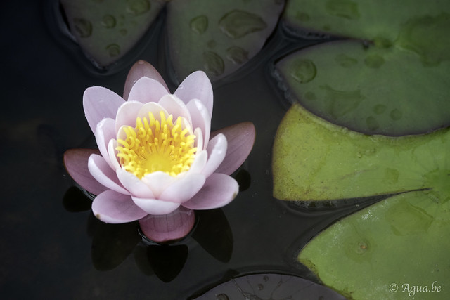 Nymphaea Colossea