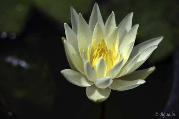 Nymphaea Yellow Princess