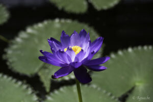 Royal Botanic Gardens Kew