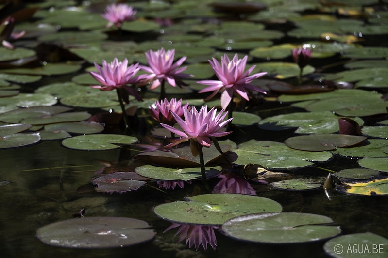 Bennetts Water Gardens