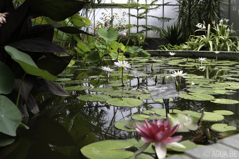 Bennetts Water Gardens