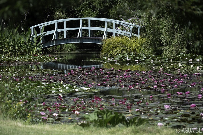 Bennetts Water Gardens
