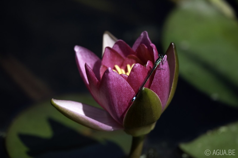 Bennetts Water Gardens