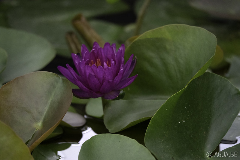 Anglo Aquatic Plant
