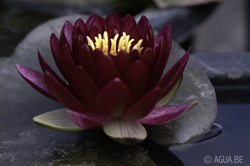 Nymphaea Magma