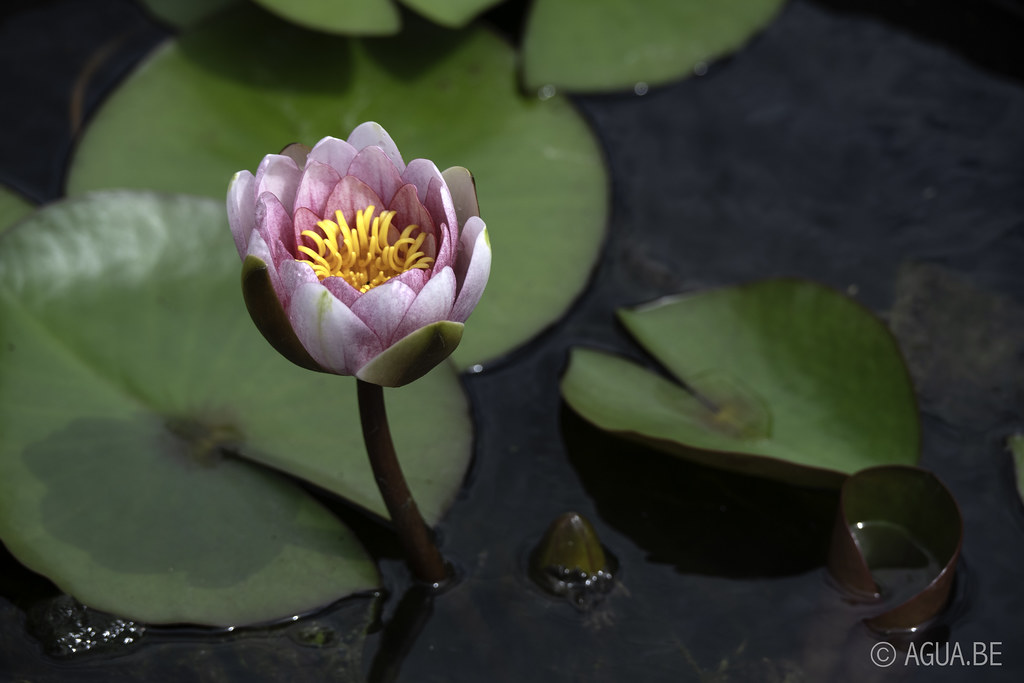 Nymphaea Alba var. rubra