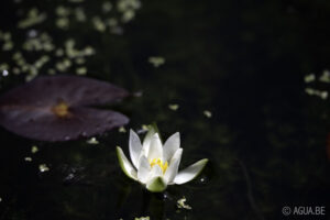 Nymphaea Pygmaea 'Alba'