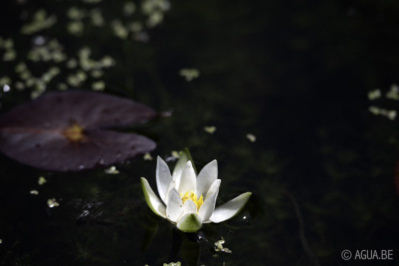 Nymphaea Pygmaea 'Alba'