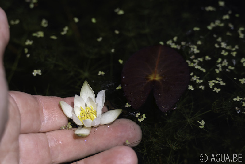 Nymphaea Pygmaea 'Alba' Mini waterlelie