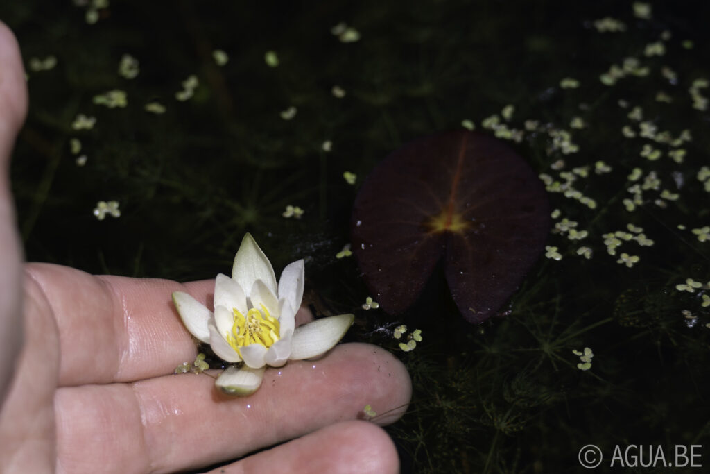 Nymphaea Pygmaea 'Alba'