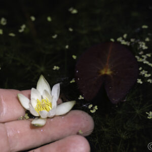 Nymphaea Pygmaea 'Alba'