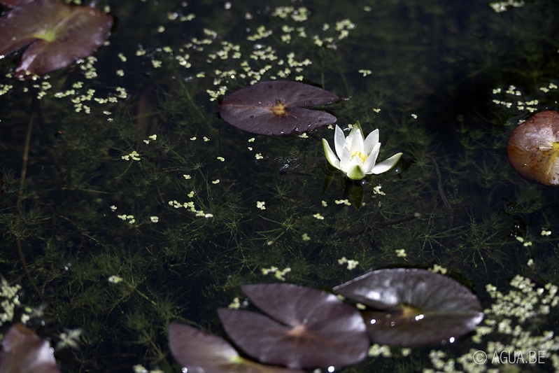 Nymphaea Pygmaea 'Alba' Mini waterlelie