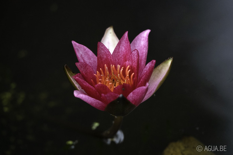 Nymphaea Pygmaea Rubra