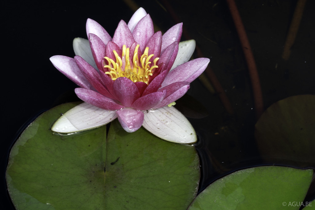 Nymphaea Alba var. rubra