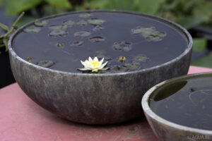 Nymphaea Pygmaea 'Helvola'
