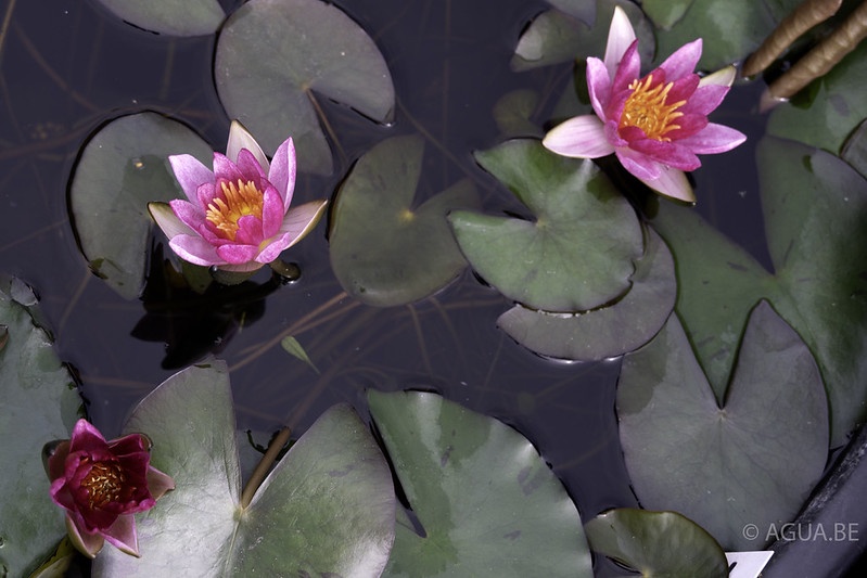 Nymphaea Pygmaea Rubra