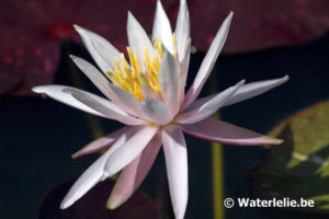 Nymphaea Arc-en-Ciel
