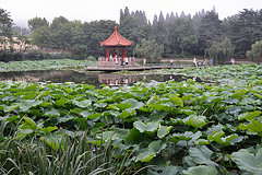 WaterlilyWorld Qingdao