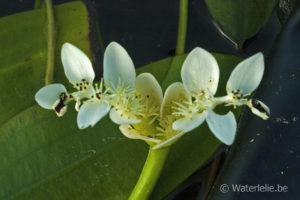 Aponogeton Dystachyos