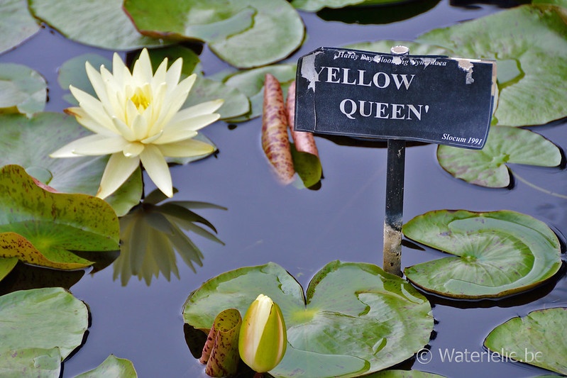Nymphaea Yellow Queen