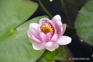 Nymphaea Jean de la Marsalle