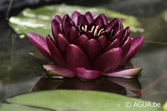 Nymphaea Almost Black 1994