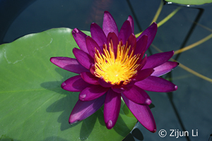 Nymphaea Bernkastel