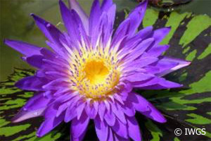 Nymphaea Blue Aster